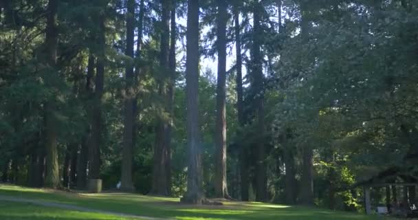 Θέα Στο Δάσος Στο Πόρτλαντ — Αρχείο Βίντεο