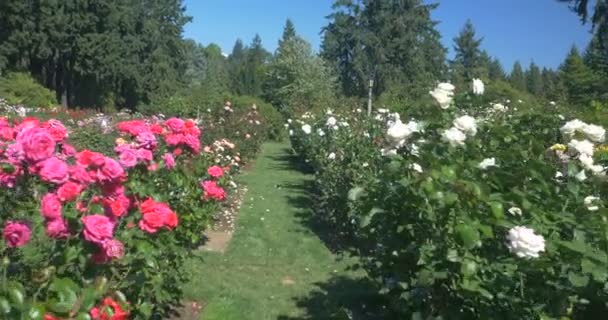 Blick Auf Blumenbeete Mit Rosen — Stockvideo