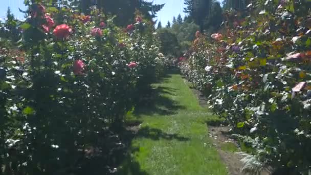 Розовые Розы Розовом Саду — стоковое видео