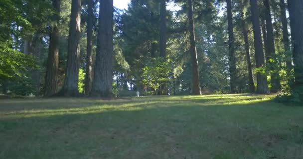 Ein Park Portland Oregon — Stockvideo