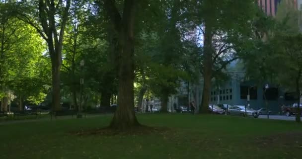 Зеленые Деревья Парке — стоковое видео