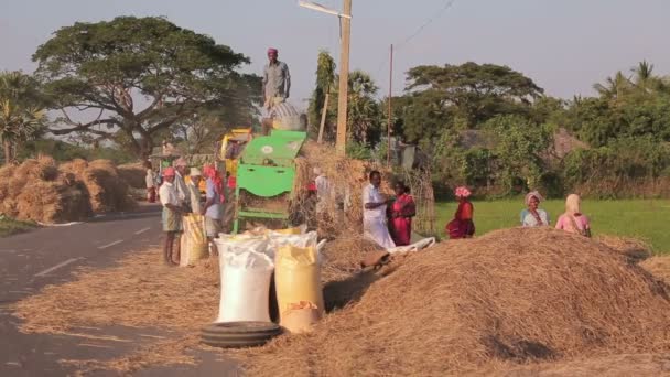 收集干草的印度人 — 图库视频影像