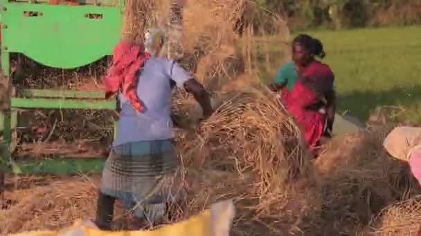 Vrouwen Verzamelen Hooi India — Stockvideo