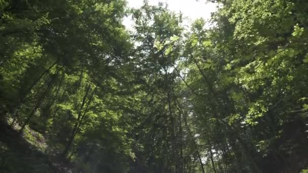 Hajtsa Szakadékot Erdőben — Stock videók