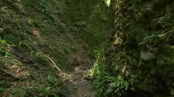 Source Montagne Entourée Rochers Dans Forêt — Video