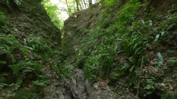 Barranco Bosque — Vídeos de Stock