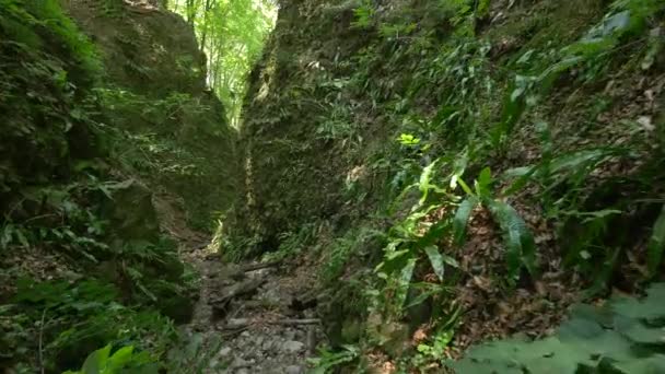 Schlucht Wald — Stockvideo