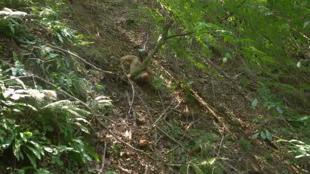 Ormanda Yamaçta Kayan Bir Adam — Stok video