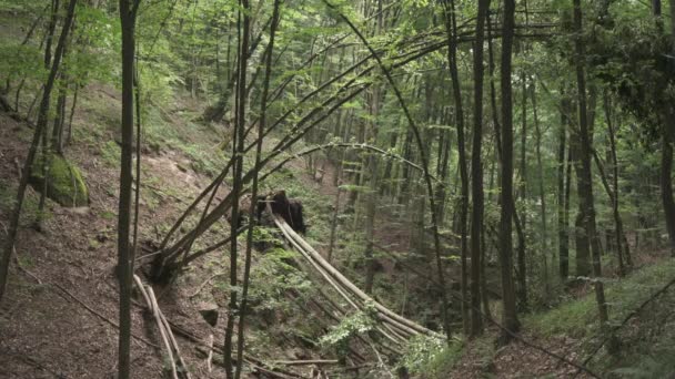 Bäume Wald — Stockvideo