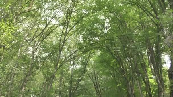 Incliné Dans Une Forêt — Video