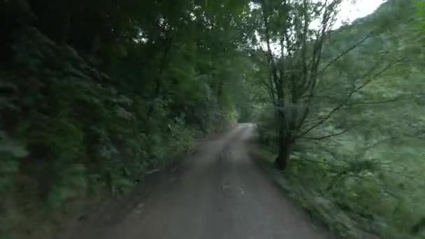 Conducir Por Una Carretera Bosque — Vídeo de stock