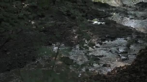 Pozzanghere Con Fango Nella Foresta — Video Stock