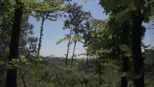 山顶上的绿色植物 — 图库视频影像
