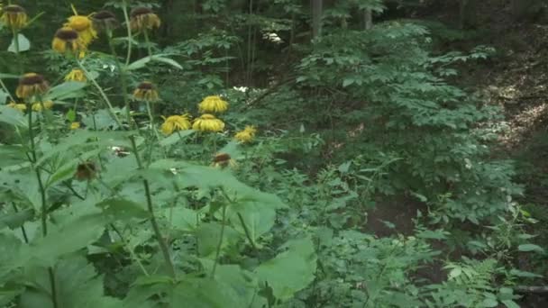 Conduite Automobile Fleurs Jaunes Dans Forêt — Video