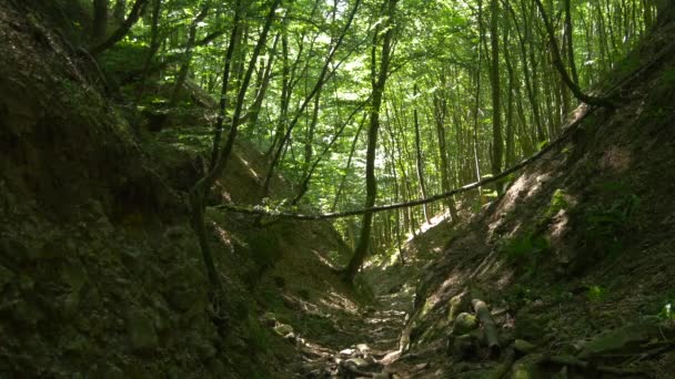 Steile Schlucht Einem Wald — Stockvideo