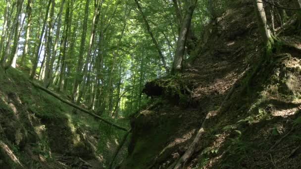 Ravin Forestier Escarpé Vidéo — Video