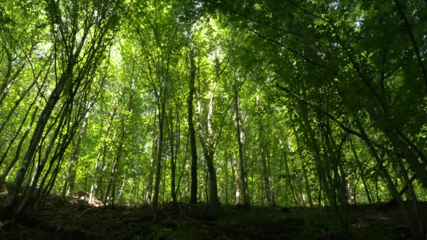 Низкий Угол Стволов Деревьев Лесу — стоковое видео