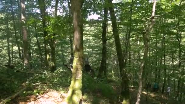 Voiture Coincée Entre Les Arbres Lors Événement Hors Route — Video