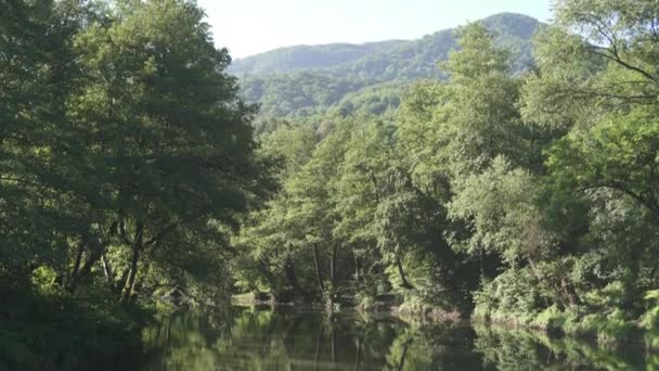 Наклон Ручья Лесу — стоковое видео