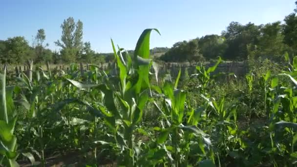 Car Driving Close Corn Field — Stock Video