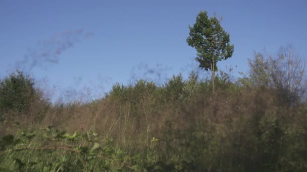 Geländewagen Fährt Auf Ein Feld Mit Büschen — Stockvideo