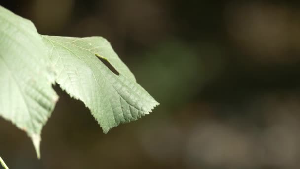 Close Van Een Blauwe Vlieg Een Blad — Stockvideo