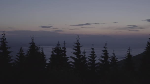 Árvores Céu Entardecer — Vídeo de Stock