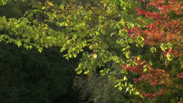 Branches Arbres Feuilles — Video