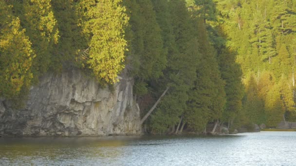 Rivière Coulant Long Des Falaises Forêt — Video