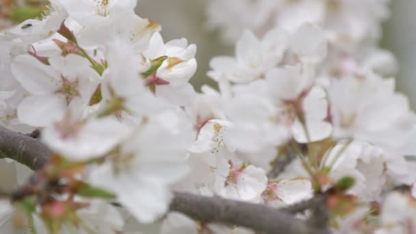苹果树花的近景 — 图库视频影像