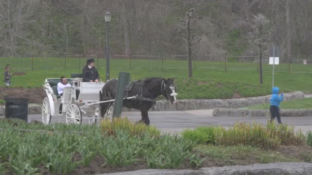 公園内の馬車運転 — ストック動画