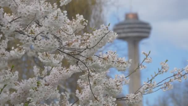 Skylon Tower Kvetoucími Větvemi — Stock video