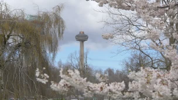 Skylon Tower Widziany Kwitnącymi Gałęziami — Wideo stockowe