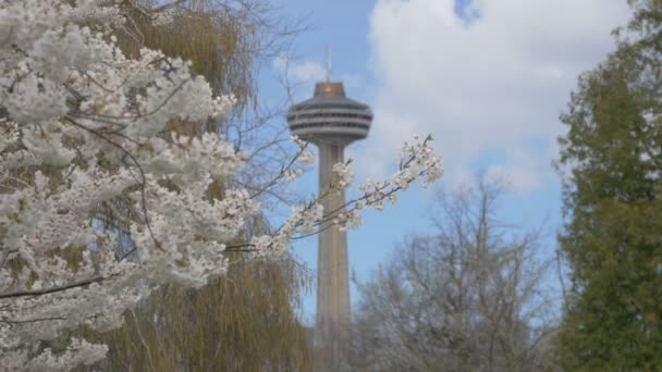 Blühende Äste Und Skylon Tower — Stockvideo