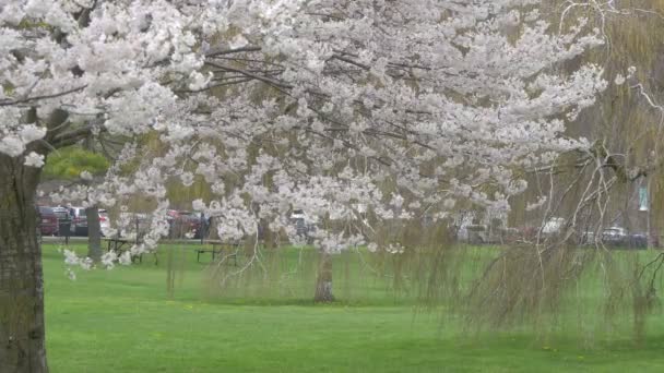 开花的树 — 图库视频影像