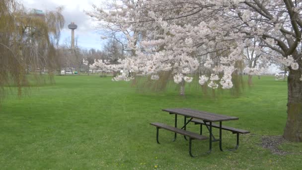 公园里看到的桌子和长椅 — 图库视频影像