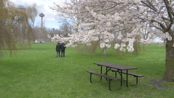 Красивые Весенние Цветы Парке — стоковое видео