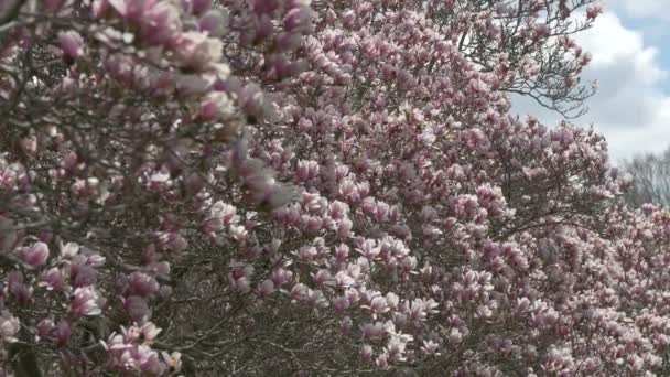 Vue Des Fleurs Magnolia — Video
