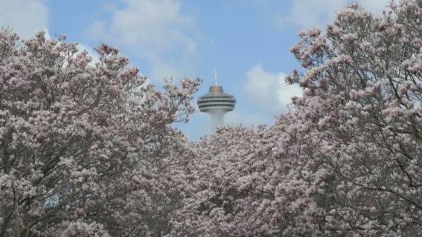 Drzewa Magnolii Wieża Skylon — Wideo stockowe