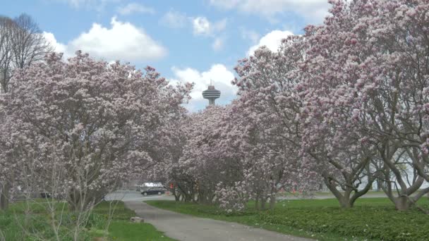 Allee Mit Magnolienbäumen Und Dem Skylon Tower — Stockvideo