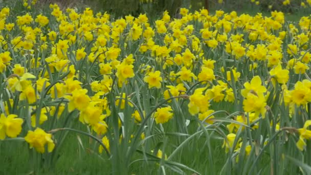 Vista Campo Narcisos — Vídeo de Stock