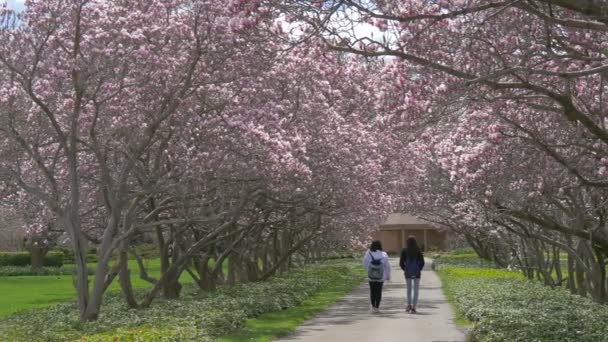 Girls Walking Alley Magnolia Trees — Stock Video