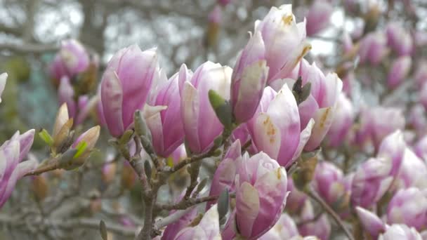 Magnolia Bloemen Knoppen Bloeien — Stockvideo