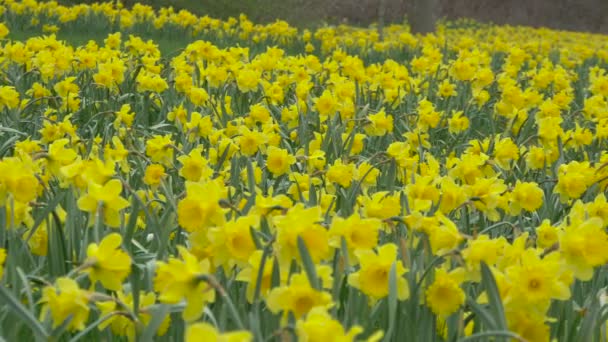 Vue Panoramique Droite Champ Avec Jonquilles — Video