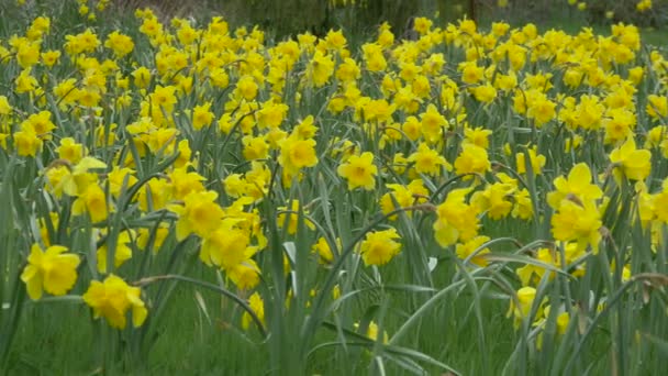 Vista Campo Com Narcisos — Vídeo de Stock