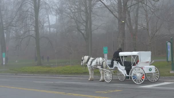 公園の近くに見られる白い馬車 — ストック動画