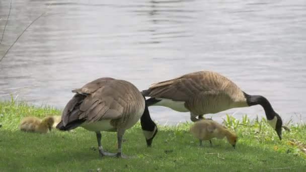 Geese Goslings Riverside — Stock Video