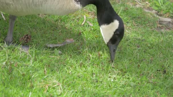 鳥肌が立つ — ストック動画