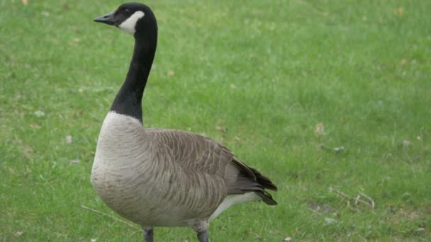 Canadian Goose Standing Tall — Stock Video