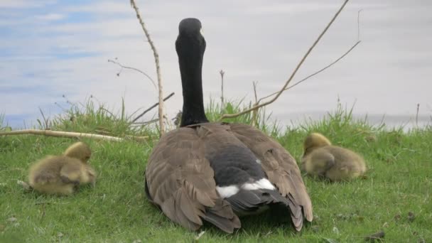 Goose Kanssa Goslings Lähellä Järveä — kuvapankkivideo